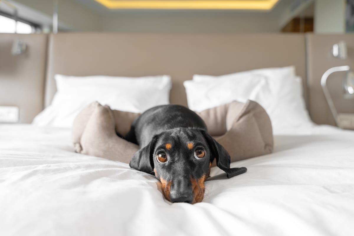 Community-centered hospitality